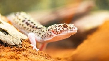 funny-leopard-gecko-names