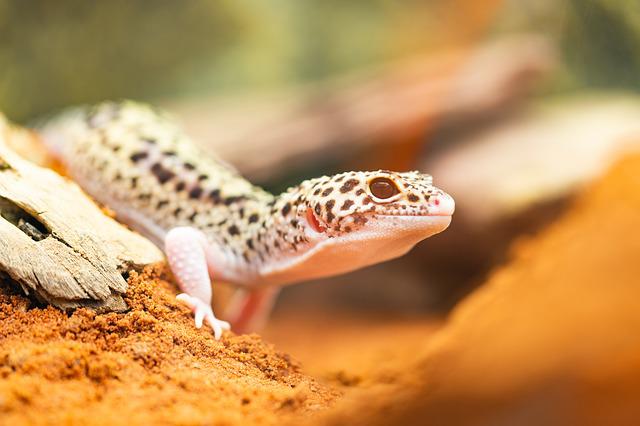 70 Funny Gecko Names That Are Hilarious For Your Pet Reptiles 70-funny-gecko-names-that-are-hilarious-for-your-pet-reptiles
