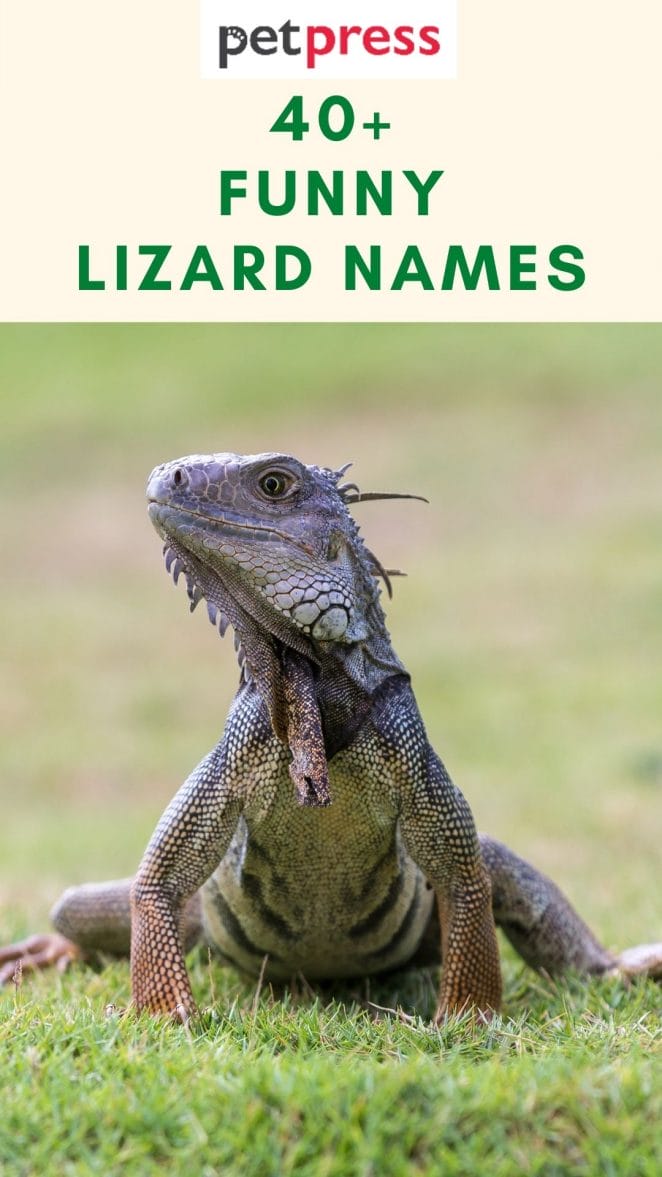 funny-lizard-names