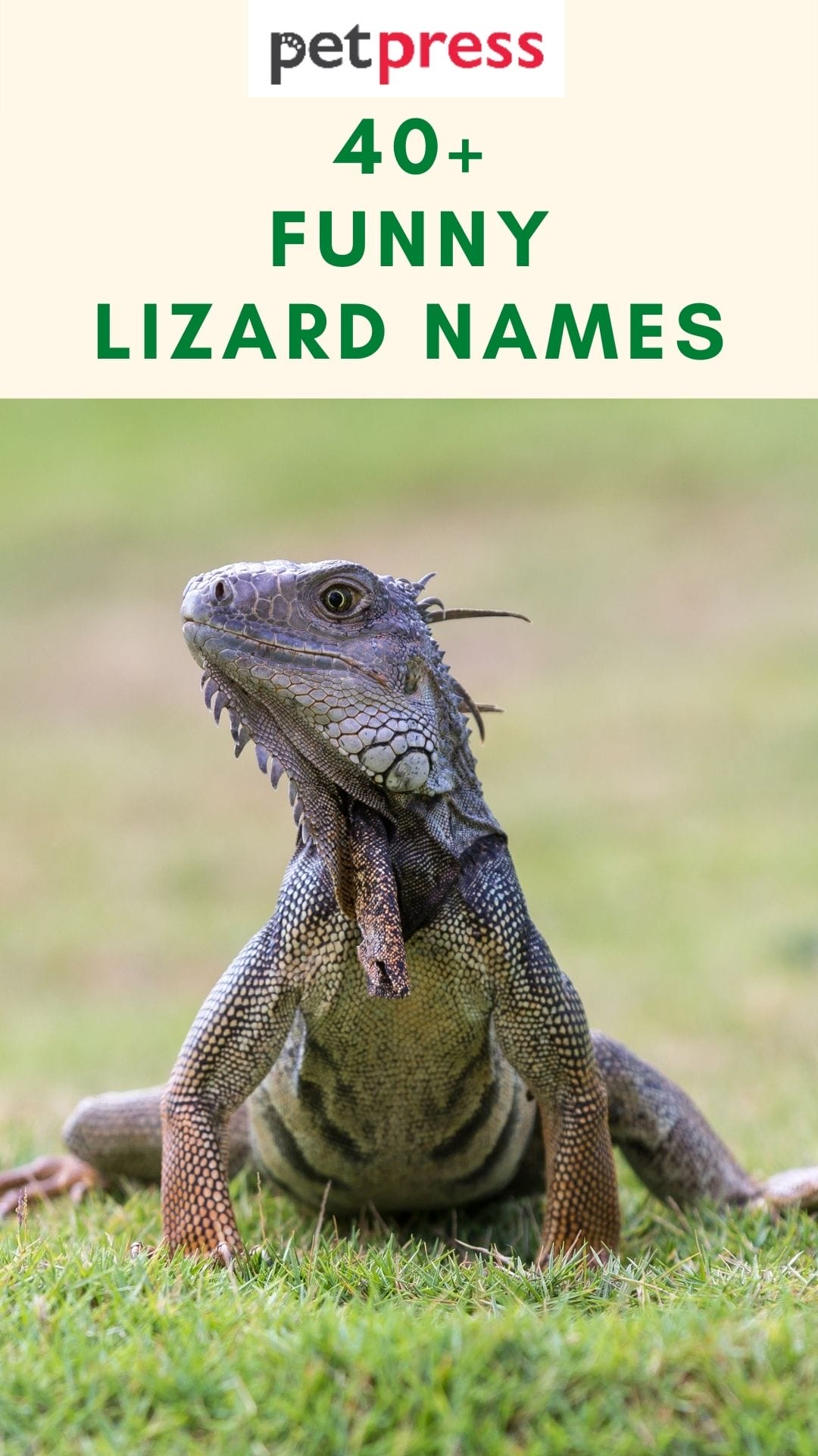 100+ Funny Lizard Names That'll Have You Shedding Tears