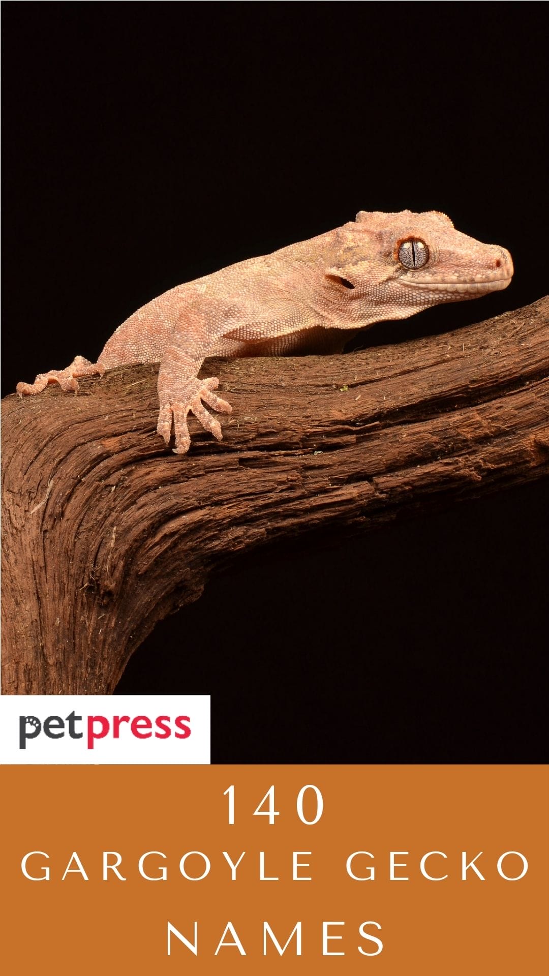 140 Best Gargoyle Gecko Names For Your Adorable Pet Reptiles