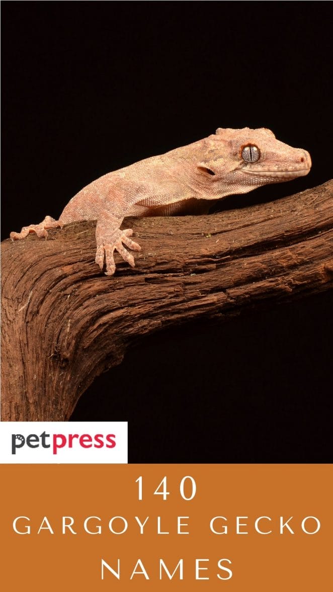 gargoyle-gecko-names