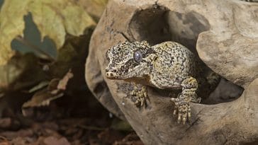 good-gargoyle-gecko-names