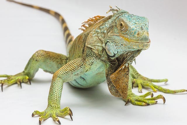 green-iguana-names