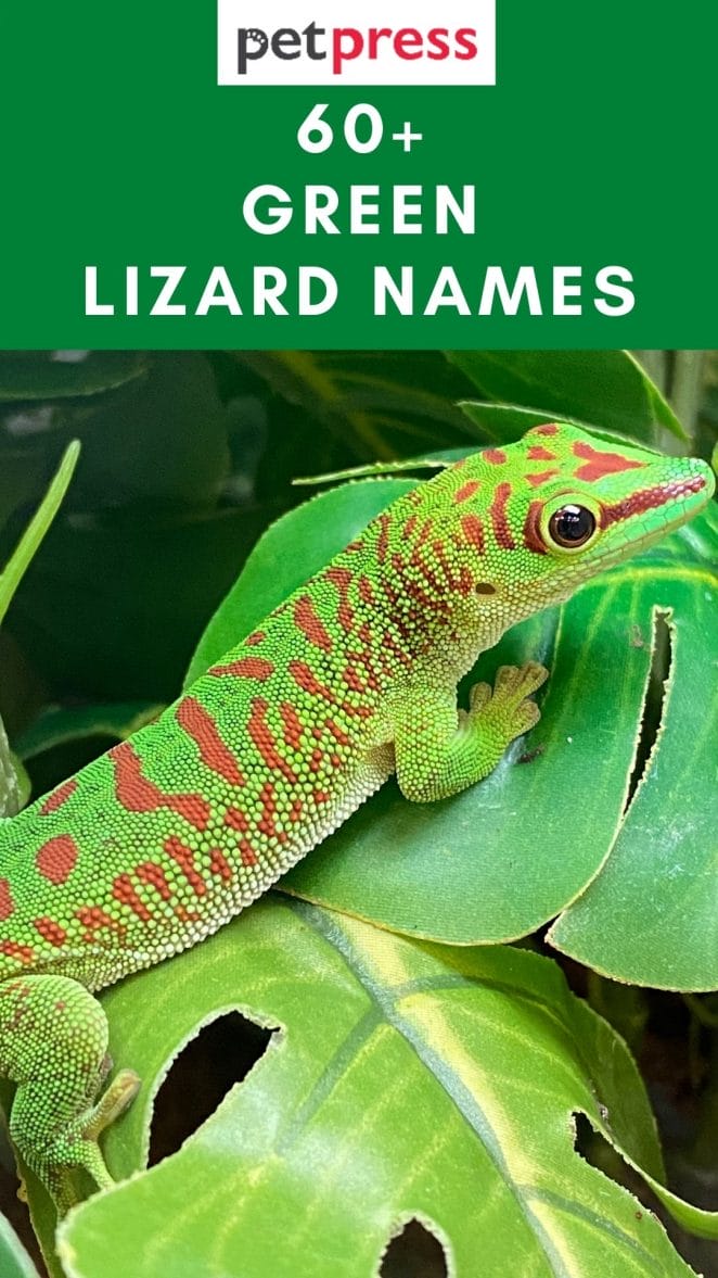 green-lizard-names