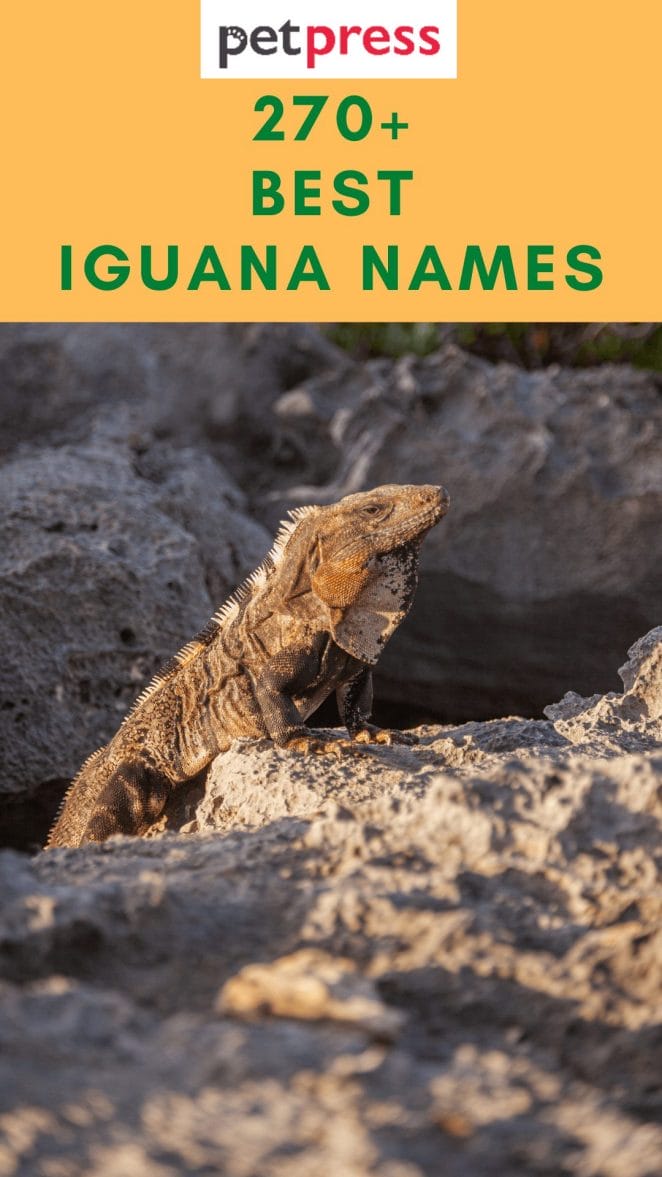 iguana-names