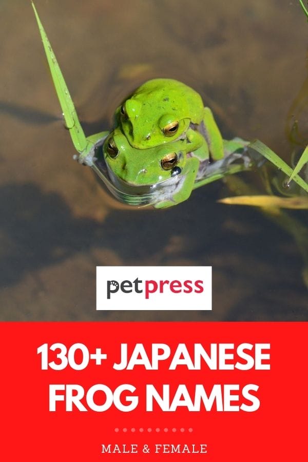 130+ Japanese Frog Names Names with Meanings for a Pet Frog