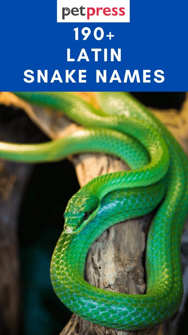 latin-snake-names