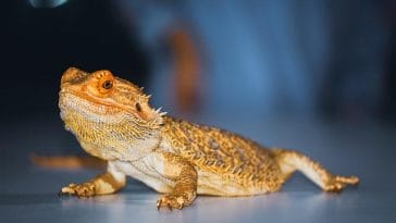 male-badass-bearded-dragon-names