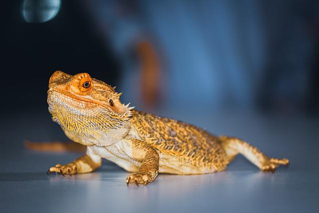 male-badass-bearded-dragon-names