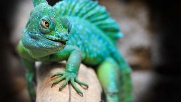 male-badass-lizard-names