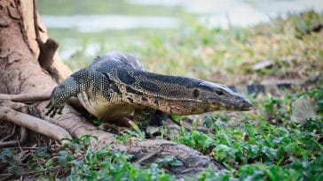 male-big-lizard-names