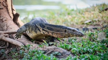 male-big-lizard-names