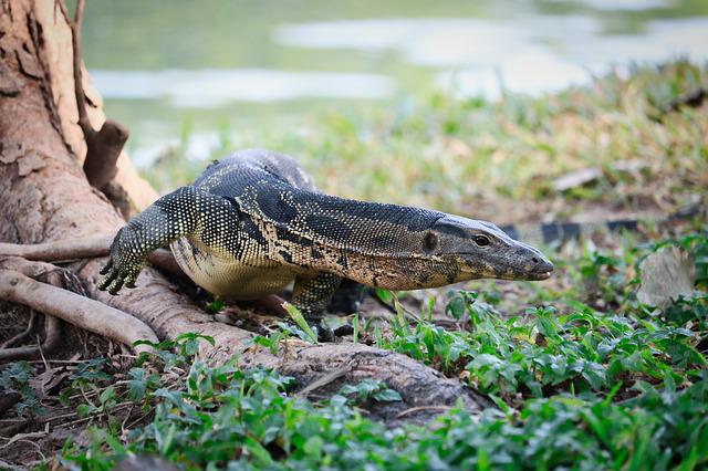 male-big-lizard-names