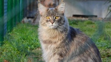 male-cat-names-with-f