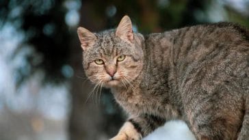 male-cat-names-with-g