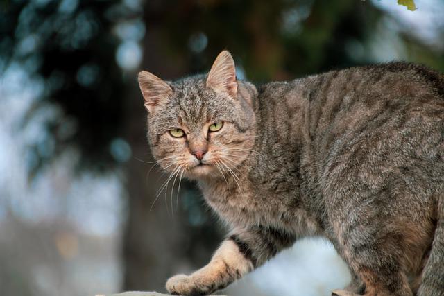 180+ Best Cute Cat Names 2023