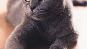 male-cat-names-with-i