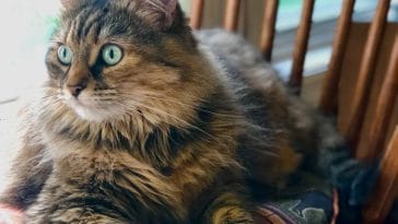 male-cat-names-with-n