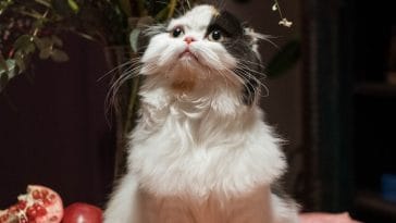 male-cat-names-with-o