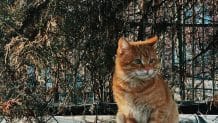 130+ Popular Tan Cat Names For Both Male And Female Kittens