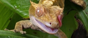 male-crested-gecko-names