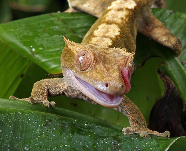 male-crested-gecko-names
