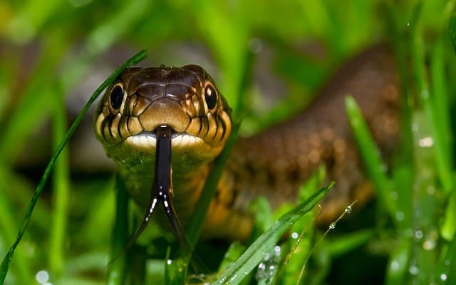 140 Famous Snake Names Popular Name Ideas For Pet Snakes 140 Famous Snake Names Popular Name Ideas For Pet Snakes