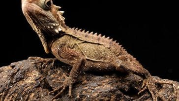 male-funny-bearded-lizard-names