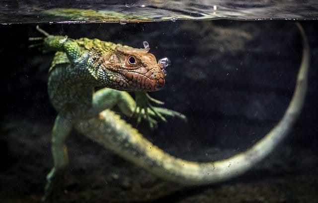 40+ Funny And Hilarious Funny Lizard Names That Will Make You Laugh 40+ Funny And Hilarious Funny Lizard Names That Will Make You Laugh