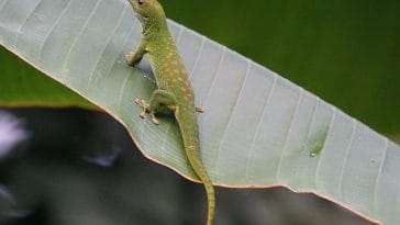 male-green-lizard-names