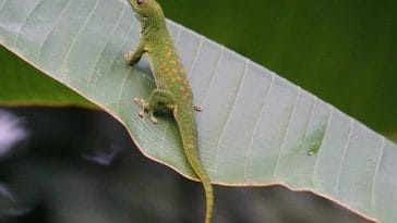male-green-lizard-names
