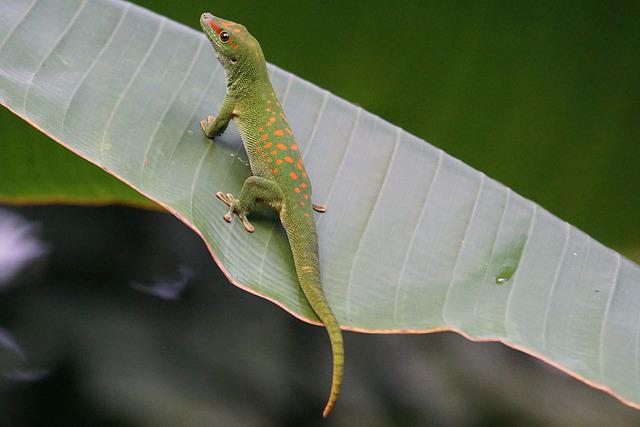 male-green-lizard-names