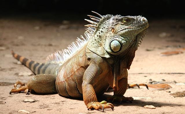 male-iguana-names