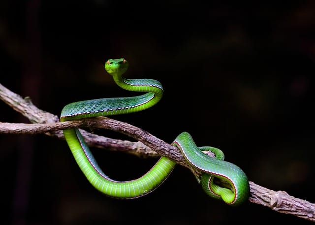 male-ironic-snake-names