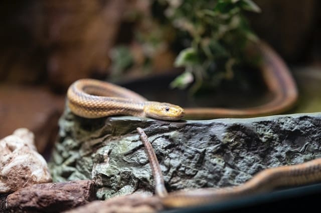 male-latin-snake-names