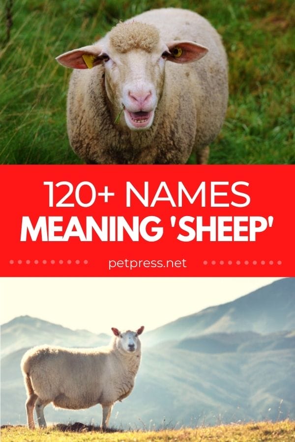names meaning sheep