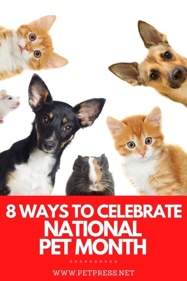 national pet day | petpress
