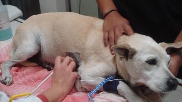 pet-cancer-awareness