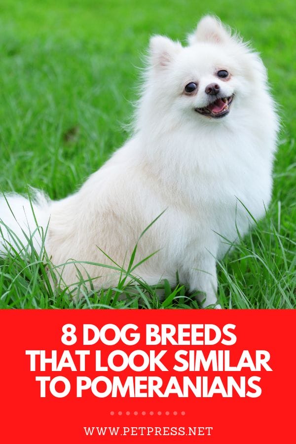 pomeranian similar breeds