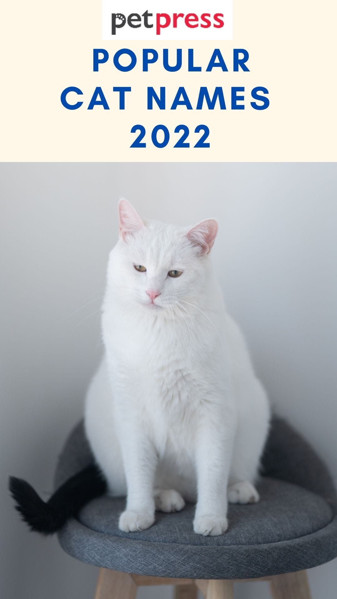 Popular Cat Names 2022 All Over The World That Will Inspire You