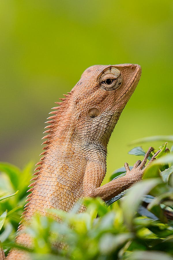 puns on common words for funny lizard names