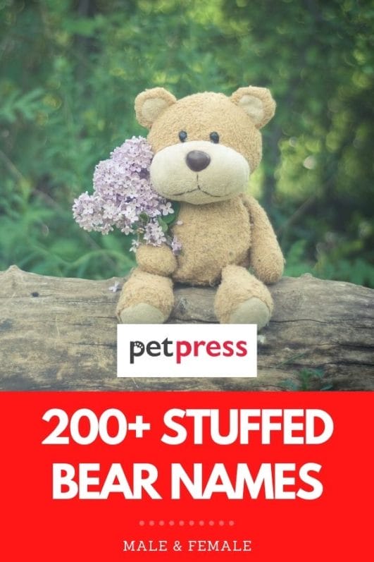 200+ Names for a Teddy Bear The Best Stuffed Bear Names