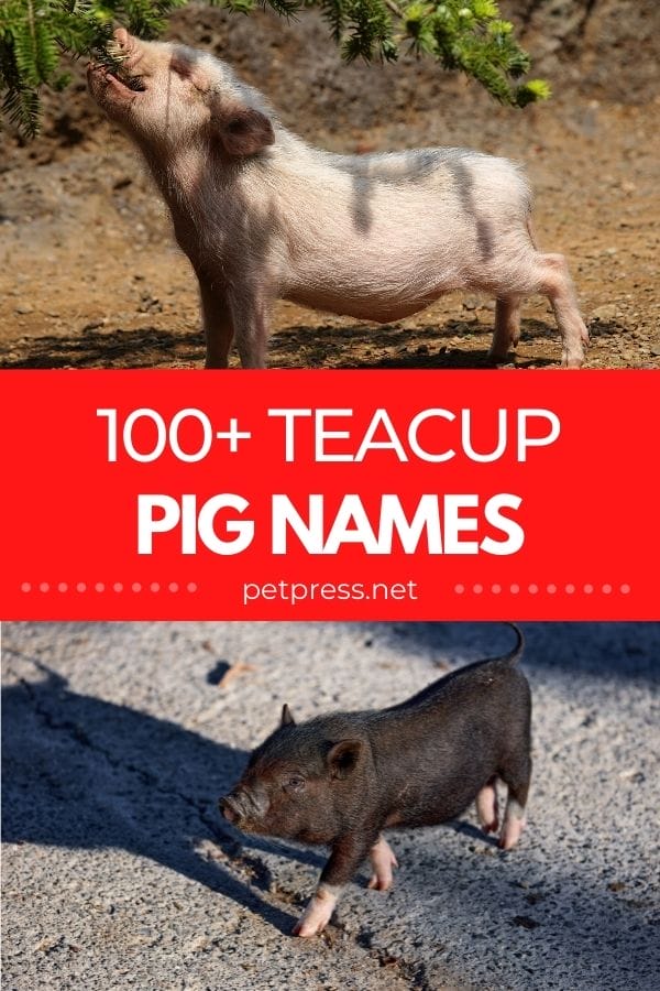 teacup pig names