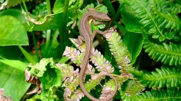 top-unisex-lizard-names