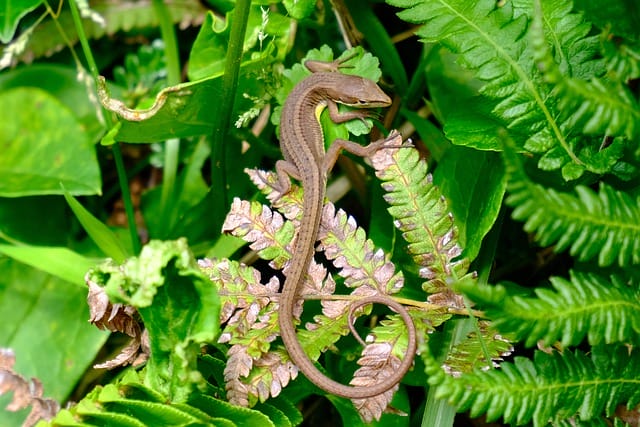 top-unisex-lizard-names