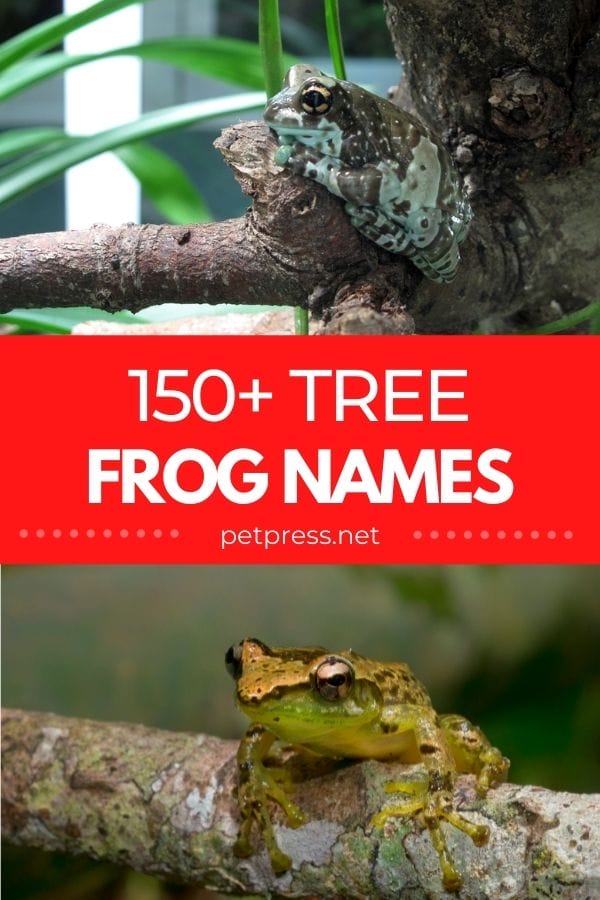 treefrog names