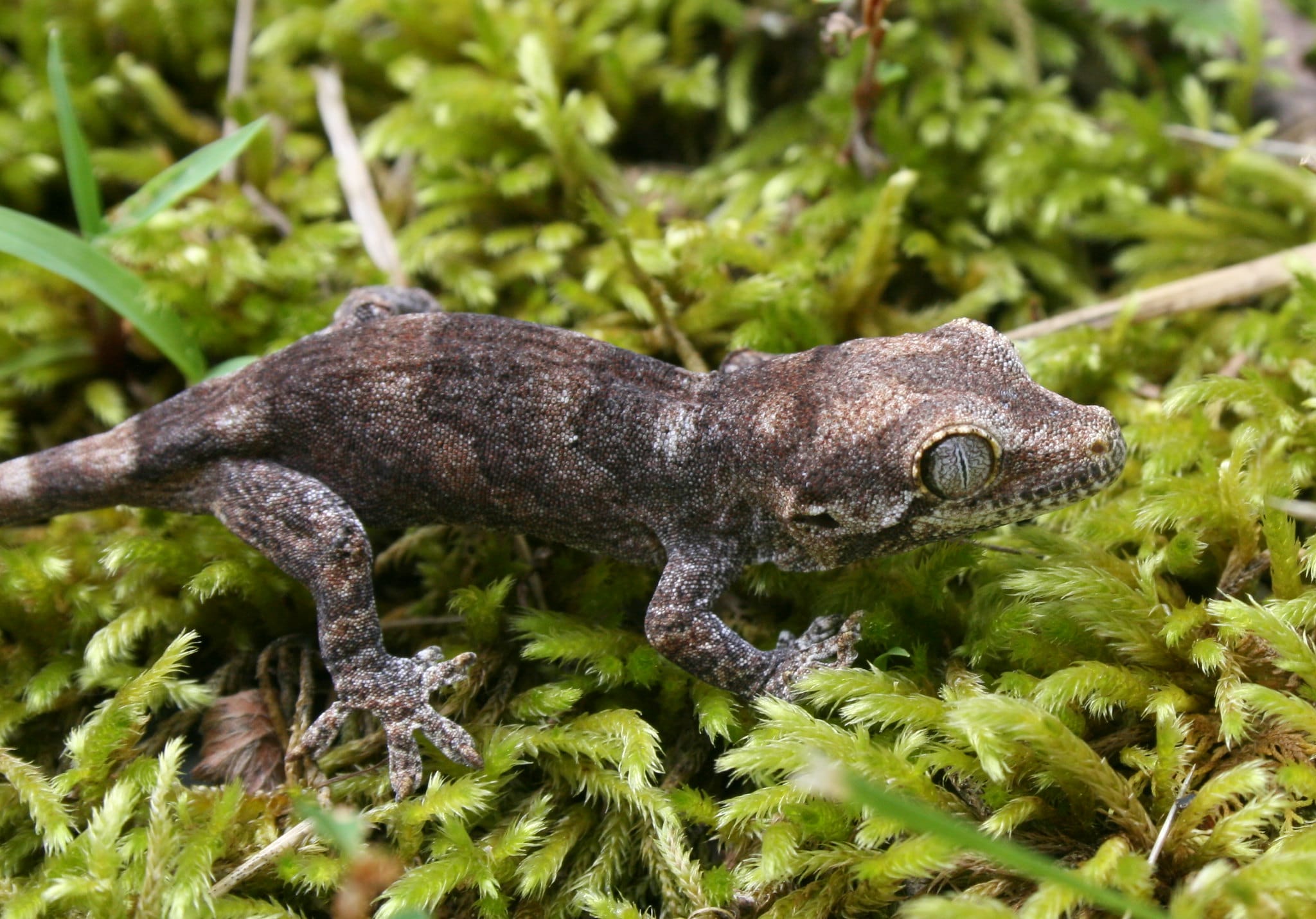 unique-gargoyle-gecko-names