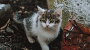 unisex-cat-names-with-k