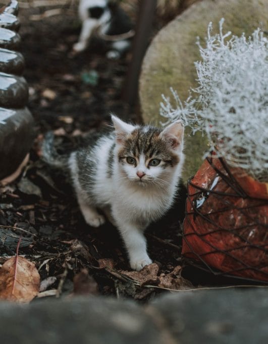 190+ Cat Names Starting With Letter "K" For Your Feline Friend